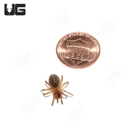 California Trapdoor Spider For Sale - Underground Reptiles