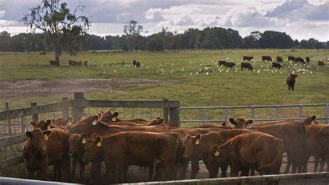 Florida Ranchers Go High Tech To Raise Beef Cattle