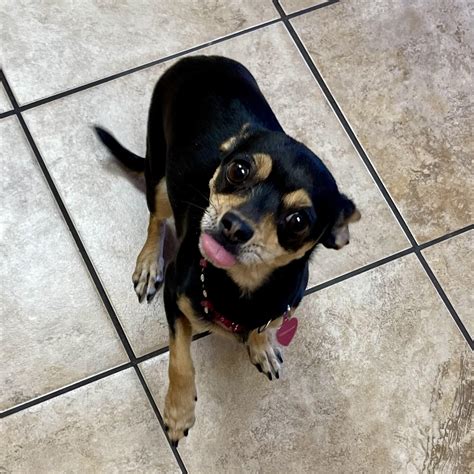 Hey dummy, what you think about being at the vet? : r/Chihuahua