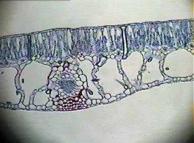 BIOL 1060 Lab Practical Plant Structures Flashcards Quizlet