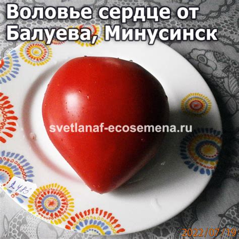 Воловье сердце от Балуева Минусинское
