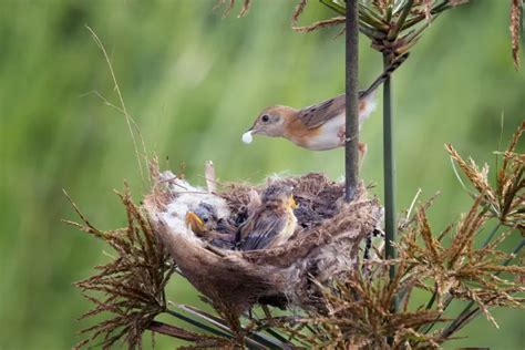 What Do Baby Birds Eat Guide Atbuz