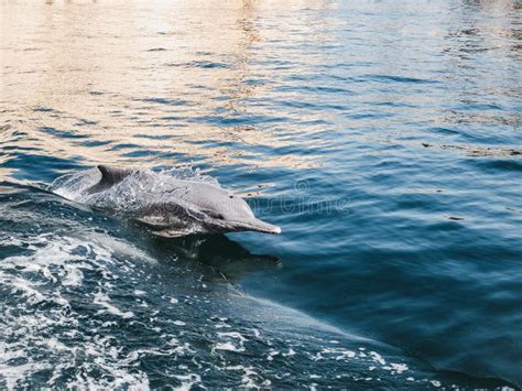 Oman Fjords Sea Landscape View With Dolphin Khasab Stock Image Image