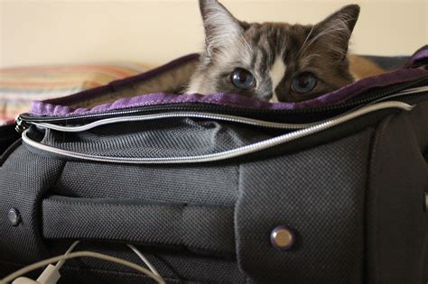 Cat Suitcase Adventure Cats