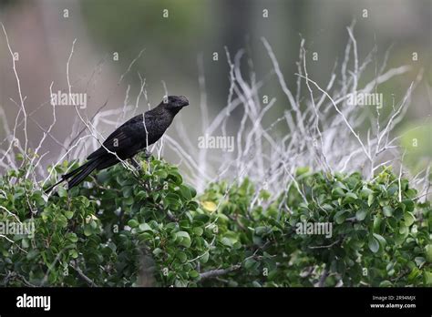 Smooth Billed Ani Crotophaga Ani In Jamaica Stock Photo Alamy