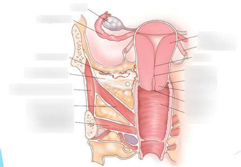 Anatomy 2 Cervix And Regions Diagram Quizlet