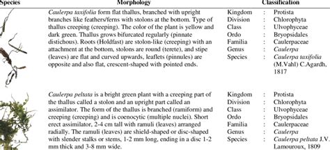 Classification And Morphology Of Macroalgae Samples Download