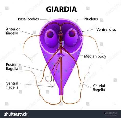 Vektor Stok Giardia Lamblia Anaerobic Flagellated Protozoan Parasites Tanpa Royalti 251214685