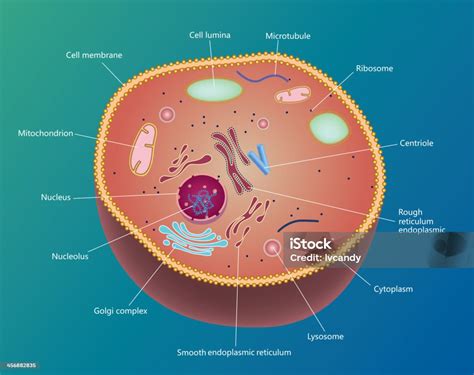 sel ilustrasi stok  gambar  sel manusia mitokondria