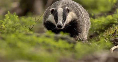 Conservationist Calls For A Ban On Snares In Wales Wales Online