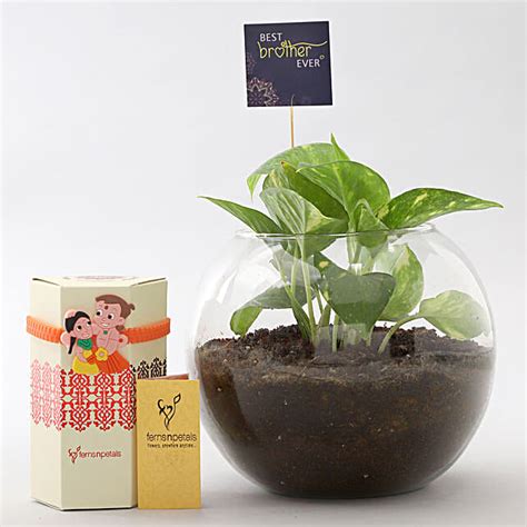 Buy Send Money Plant Terrarium Chhota Bheem Rakhi Online Fnp