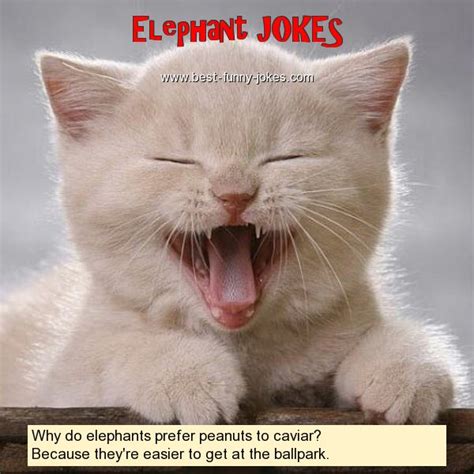 Elephant Jokes: Why do elephants pre...