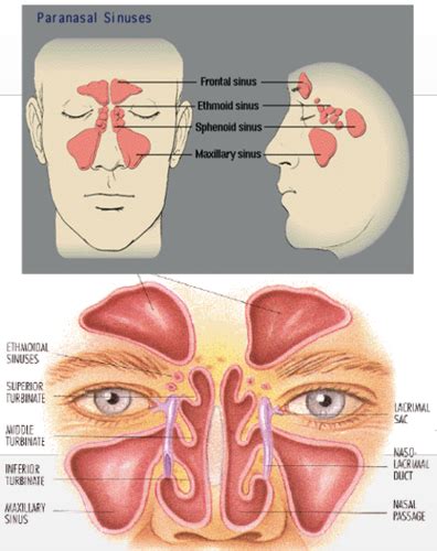 Ipap Ent Dz Of The Nose And Sinus Flashcards Quizlet