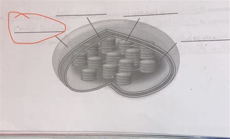 Chloroplast And Mitochondria Diagram Flashcards Quizlet