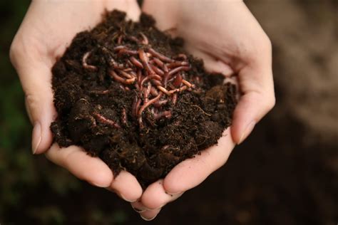 Humus Di Lombrico Concime Organico Per Lagricoltura Biologica