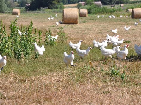 Bresse Grippe aviaire dans lAin les éleveurs bressans inquiets et