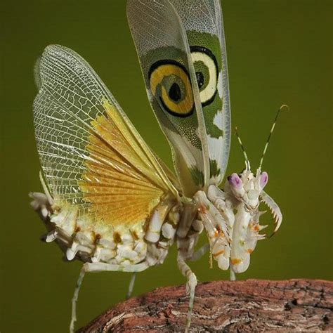 Spiny Flower Mantis Pseudocreobotra Wahlbergii For Sale My Home Nature