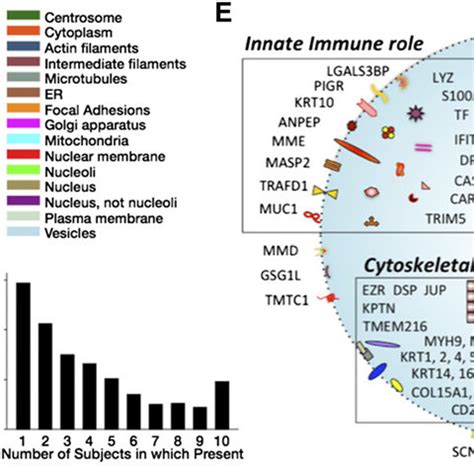 The Human Urinary Exosomal Proteome A Using Conventional Methods