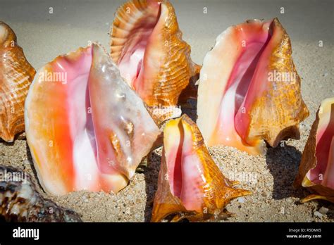 Conch Shells Cornwall Beach Montego Bay Jamaica Caribbean Stock