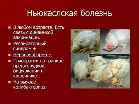 Болезни птиц в промышленном птицеводстве. Респираторные болезни ...