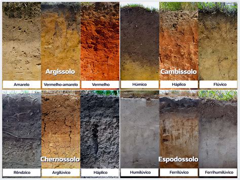 Tipos De Solos Do Brasil