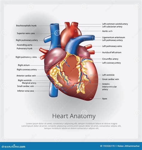 Heart Anatomy Vector Illustration Labeled Organ Structure Educational