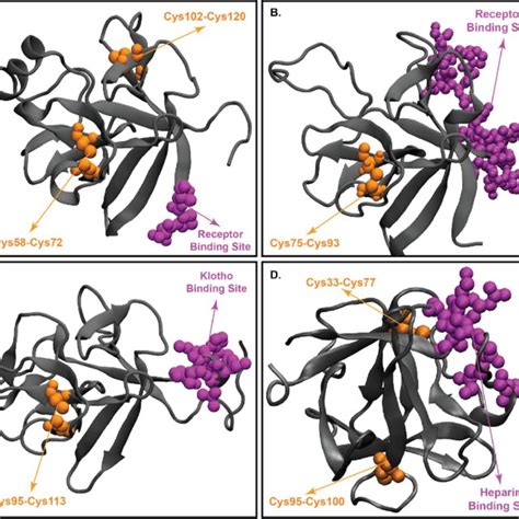 Crystal Structure Of Klotho Proteins Panel A Crystal Structure Of