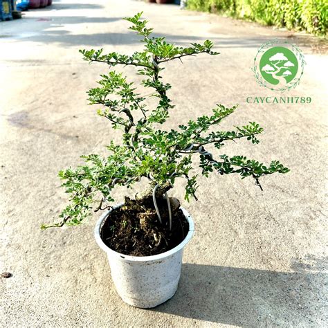Cây Cần Thăng Size Trung Cao 40cm Shopee Việt Nam