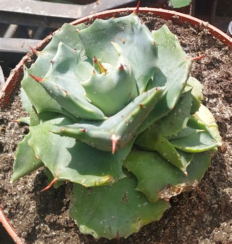 Agave Isthmensis Ohi Raijin