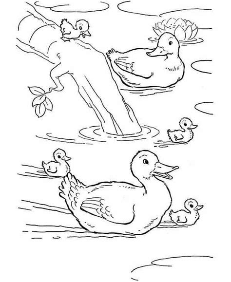 Desenhos De Pato Para Colorir Imprima Gr Tis