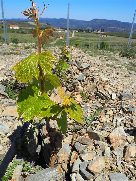 The Soil Of The Douro Lost In Translation Is There Really Schist In