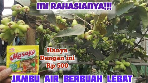 Ini Rahasianya Jambu Air Berbuah Lebat Youtube