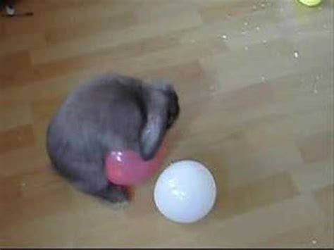 Sam The Horny Bunny Humps Balloons Youtube