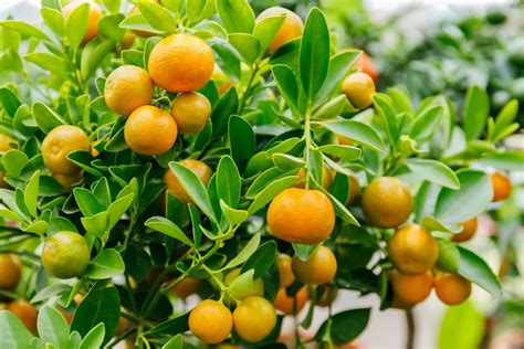 Calamondin Origin Cultivation Winter Care Plantura