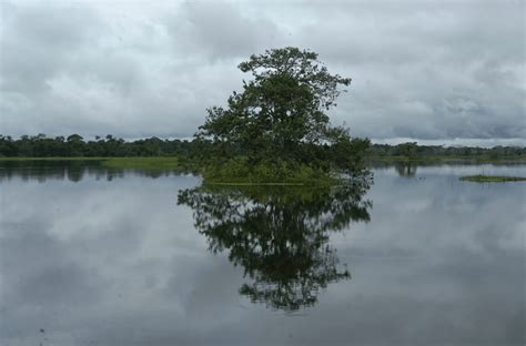 Los Humanos Hemos Degradado Más De Un Tercio De Los Bosques Del Amazonas — Stigmatis News