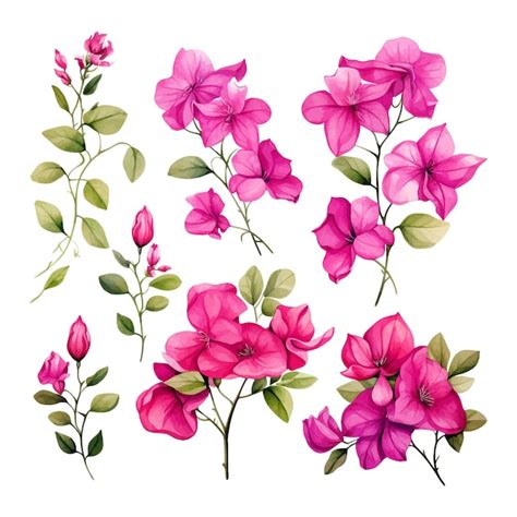 Premium Vector Bougainvillea Watercolor Flower Set Clipart White