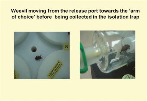 Semiochemicals And Their Potential Use In Pest Management Intechopen