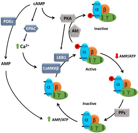 Cells Free Full Text Emerging Role Of CAMP AMPK Signaling