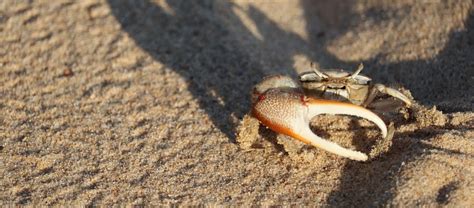 The Unusual Looking Fiddler Crab Critter Science