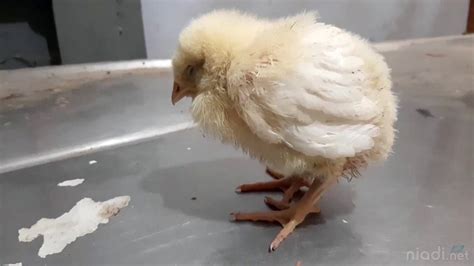 Macam Macam Penyakit Pada Ayam Dan Cara Mengatasinya