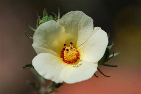 Seed Of The Week Desert Rosemallow Growing With Science Blog