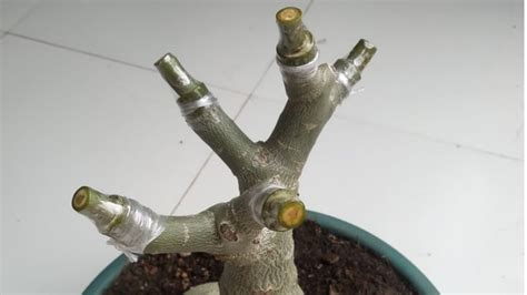 Adenium Plant Grafting In September Update Adenium Grafting Results Youtube