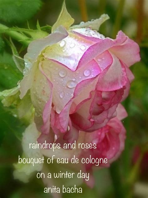 Raindrops And Roses A Haiku By Anita Bacha Anita Bacha