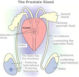 Cowpers Gland