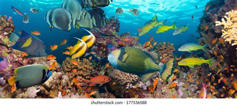 Coral Fish Red Seaegypt Stock Photo Shutterstock