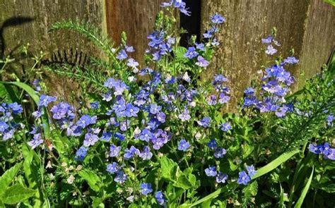 Fleur Bleue La Liste Des 30 Plus Belles Fleurs Bleues Pour Votre Jardin