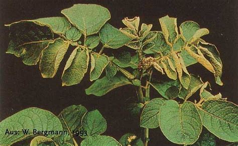 Boron Deficiency In Plants