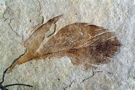 Fossil Bird Feather - Stock Image - C028/5510 - Science Photo Library