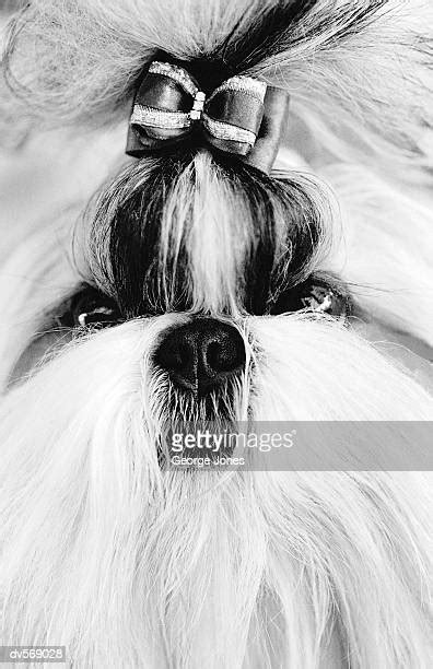 62 Shih Tzu Bow Stock Photos High Res Pictures And Images Getty Images