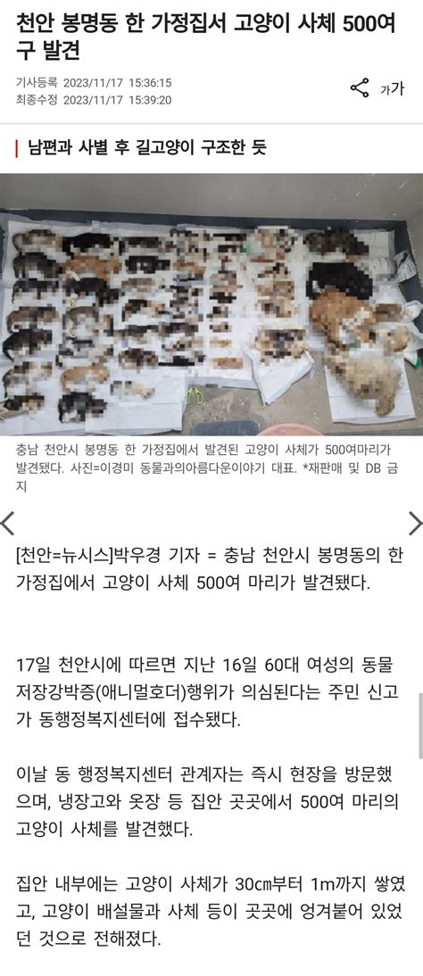 약혐 가정집서 고양이 사체 500여구 발견 포텐 터짐 최신순 에펨코리아